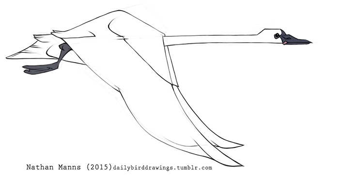 2015 ambiguous_gender avian beak biped bird digital_drawing_(artwork) digital_media_(artwork) feathered_wings feathers feral flying focused full-length_portrait grey_beak jamminbison light_theme long_neck pink_tongue portrait side_view simple_background solo suspended_in_midair swan tail_feathers tongue tongue_out toony trumpeter_swan url webbed_feet white_background white_feathers white_tail white_wings winged_arms wings