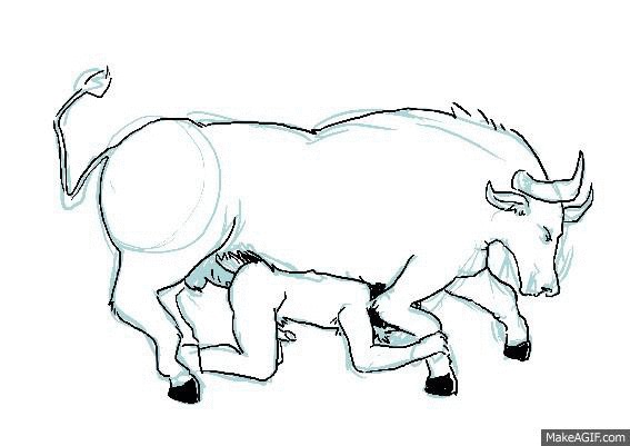 bestiality bovine cattle duo feral gay human interspecies male mammal