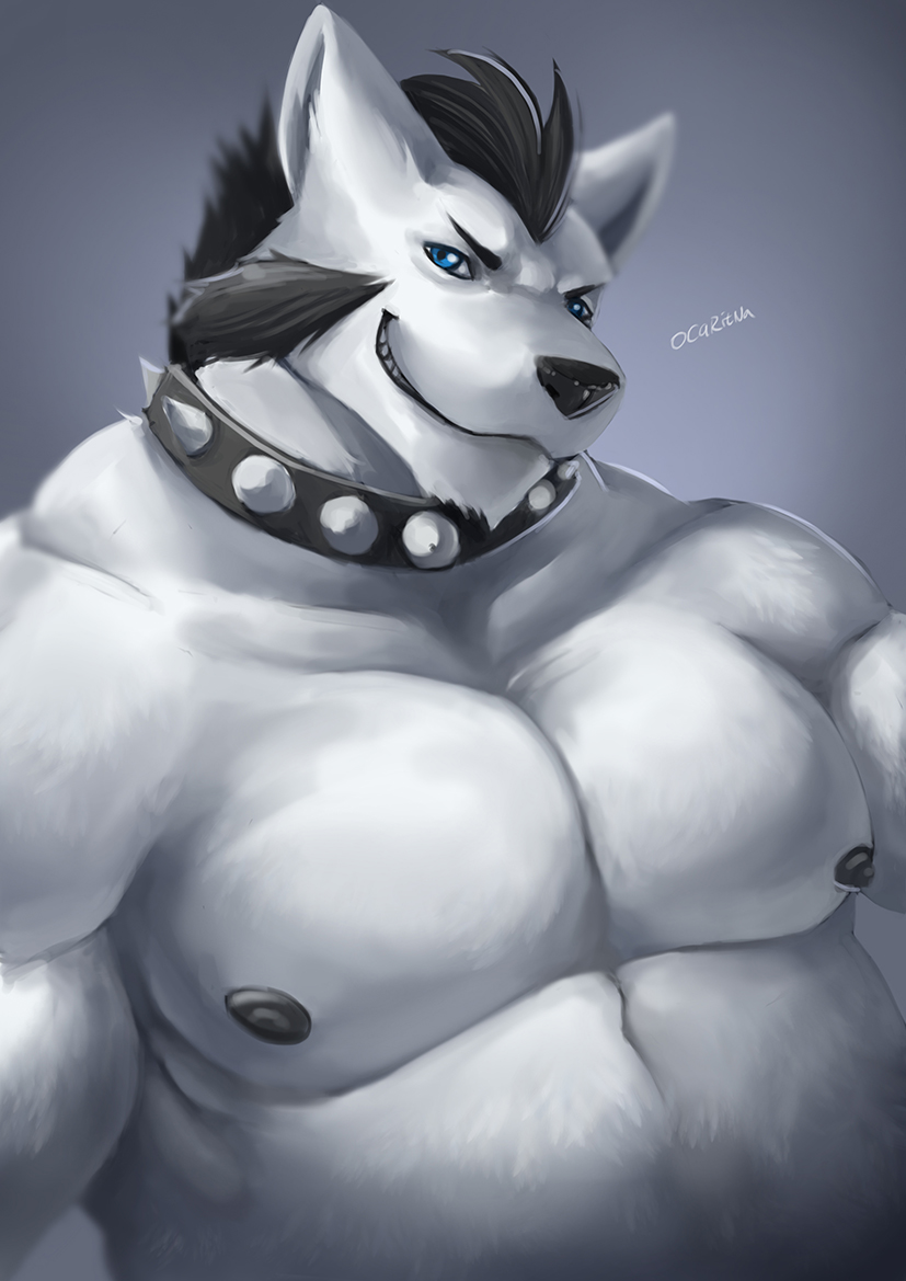 biceps canine collar dog fur hair husky langdon looking_at_viewer mammal musclegut muscles nipples ocaritna pecs sharp_teeth short_hair smile spikes teeth