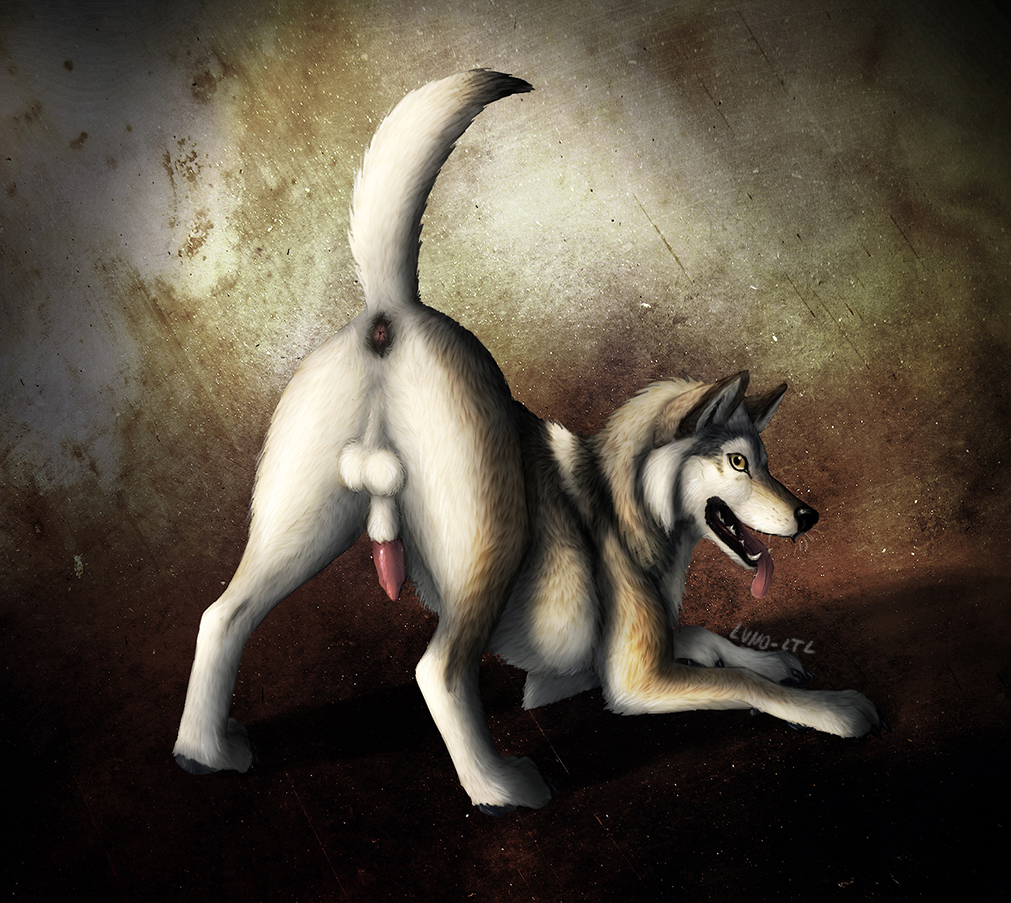 anatomically_correct anatomically_correct_penis animal_genitalia anus balls butt canine erection feral fur ltl male mammal open_mouth penis solo tongue tongue_out wolf