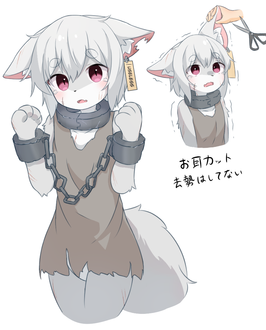 1boy animal_ear_fluff animal_hands blush chain collar cropped_legs crying cuffs disembodied_limb ear_tag ears_down fang furry furry_male grey_hair hetakitsune male_focus metal_collar notched_ear open_mouth original otoko_no_ko purple_eyes scar scar_on_cheek scar_on_face scissors scratches shackles simple_background slave sleeveless tears torn_clothes trembling underwear white_background