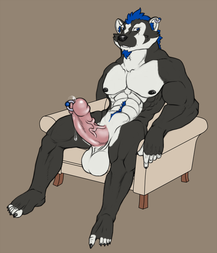 anthro badger balls cobaltbadger_(character) ear_piercing erection ez genital_piercing humanoid_penis male mammal mustelid penis penis_piercing piercing sitting solo