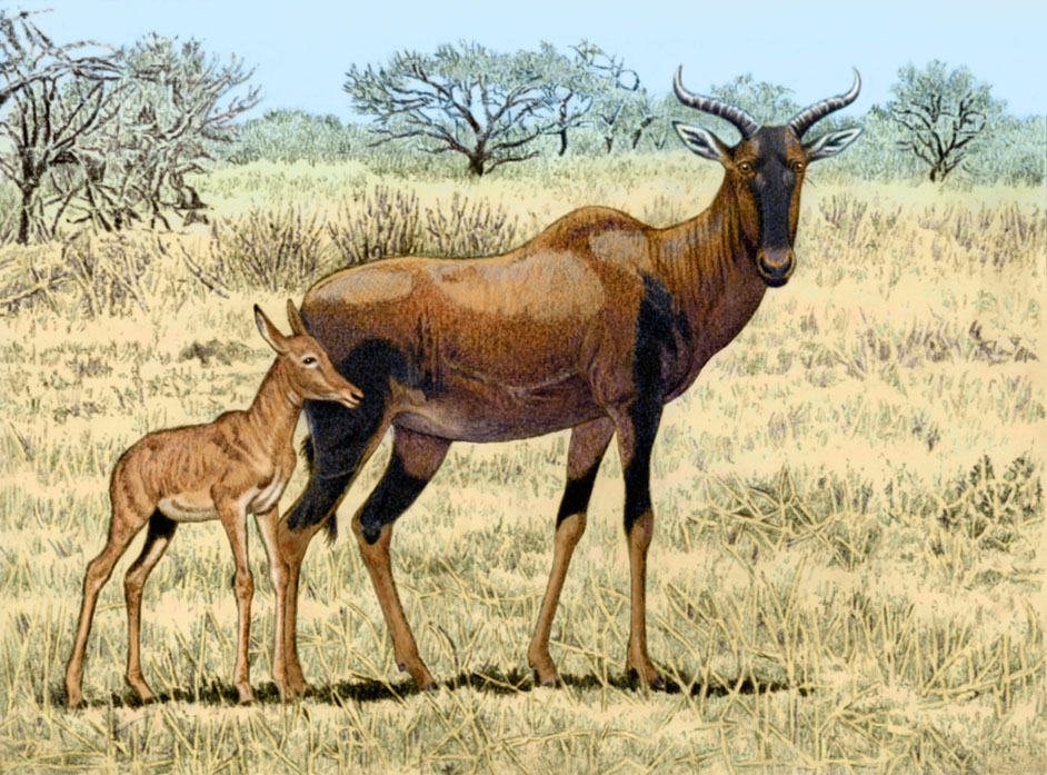 2015 age_difference alcelaphine ambiguous_gender antelope black_body bovid brown_body brown_eyes brown_tail charcoal_(artwork) common_tsessebe cub digital_media_(artwork) digital_painting_(artwork) duo ears_back feral full-length_portrait grass hooves horn lighting mammal mixed_media nature outside parent parent_and_child photorealism plant portrait quadruped savanna shadow shrub side_view size_difference sky snout standing tail_tuft tan_body traditional_media_(artwork) tree tsessebe tuft two_tone_body willemsvdmerwe young