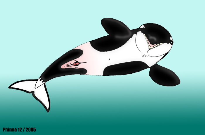 2005 animal_genitalia cetacean dolphin female feral mammal marine orca phinna simple_background solo whale