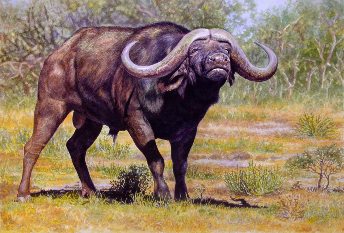 2013 acrylic_painting_(artwork) animal_genitalia balls beady_eyes big_horns black_balls black_eyes black_fur bovid bovine cape_buffalo cloven_hooves curved_horn detailed detailed_fur dirt feral full-length_portrait fully_sheathed fur grass grey_hooves grey_horn grey_nose hooves horn lemon_testicles lighting male mammal nature outside painting_(artwork) photorealism plant portrait quadruped savanna shadow sheath shiny shrub sky small_eyes snout solo standing traditional_media_(artwork) tree willemsvdmerwe