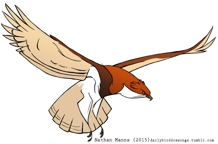 2015 2_toes ambiguous_gender avian beak beaudouin's_snake_eagle biped bird bird_feet brown_beak brown_feathers brown_wings countershade_face countershade_wings countershading digital_drawing_(artwork) digital_media_(artwork) eagle feather_tuft feathered_wings feathers feral flying frown full-length_portrait head_tuft jamminbison looking_down multicolored_feathers orange_sclera portrait simple_background snake_eagle solo spread_arms spread_wings suspended_in_midair tail_feathers tan_countershading tan_feathers tan_tail tan_wings toes toony tuft two_tone_wings url white_background white_countershading white_feathers winged_arms wings