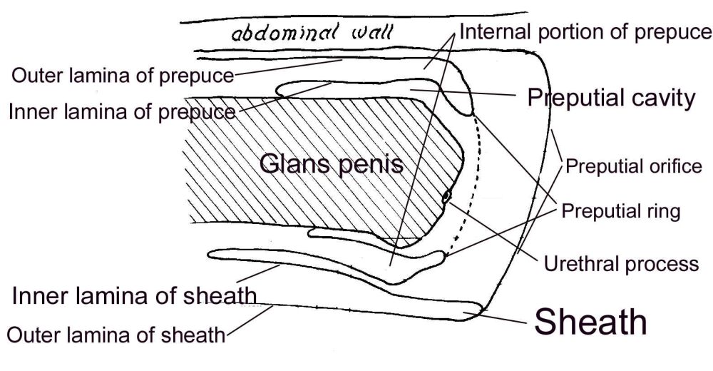 anatomical_reference anatomically_correct anatomy animal_genitalia close-up diagram equine flaccid horse internal labels male mammal penis sheath unknown_artist
