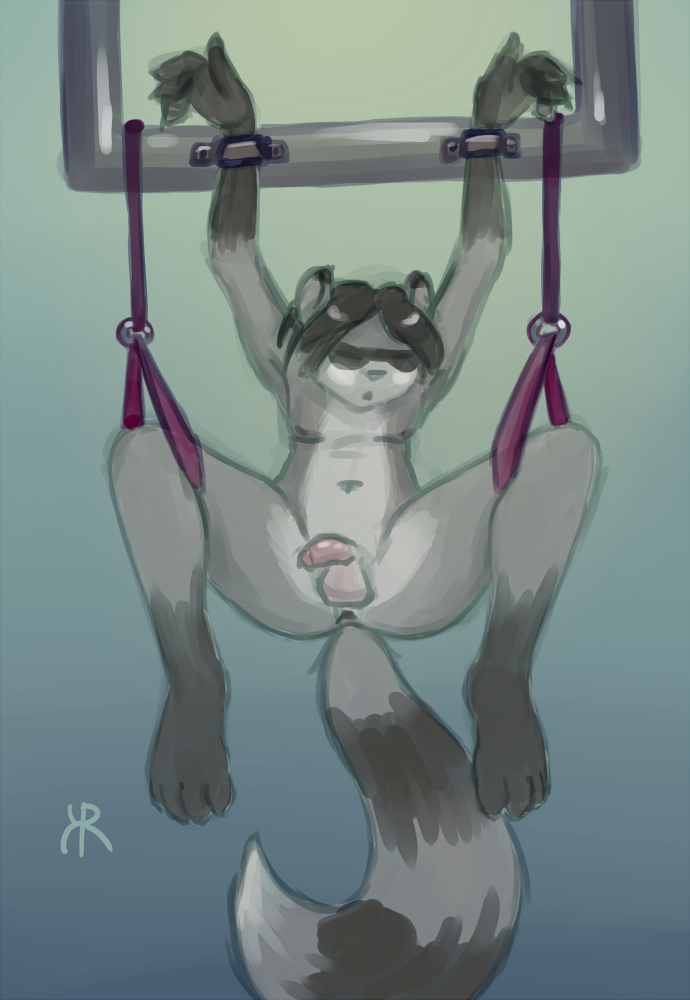 anus armpits balls kailys male mammal penis raccoon simple_background solo spread_legs spreading suspension