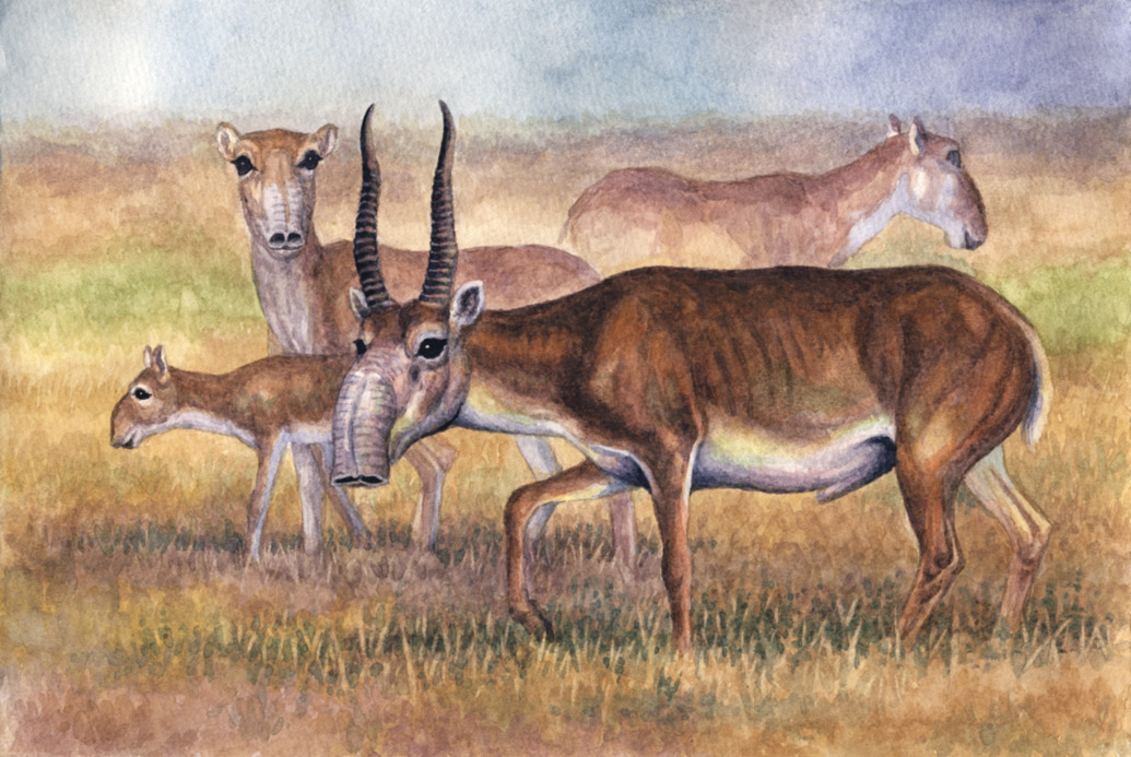2016 age_difference ambiguous_gender animal_genitalia antelope beady_eyes black_eyes bovid brown_body countershade_face countershade_legs countershade_torso countershading cub detailed female feral full-length_portrait fully_sheathed grass grey_horn group horn larger_female larger_male lighting male mammal mother mother_and_child nature older_female older_male outside painting_(artwork) parent photorealism portrait quadruped raised_leg ridged_horn saiga_antelope savanna shadow sheath short_tail size_difference sky smaller_ambiguous snout standing traditional_media_(artwork) true_antelope trunk two_tone_body walking watercolor_(artwork) white_body white_countershading white_sheath white_tail willemsvdmerwe young