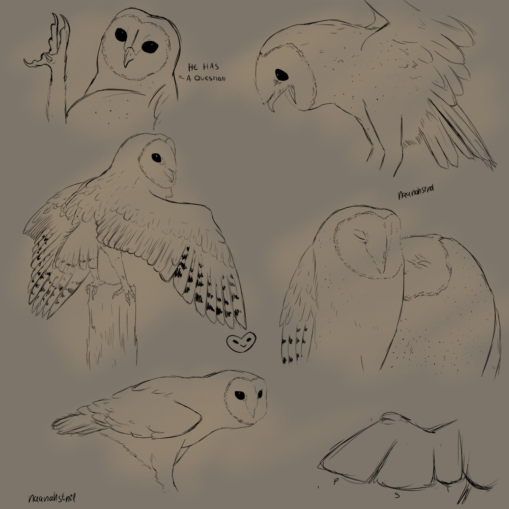 anatomy artist avian barnowl bird invalid_tag owl sketch study