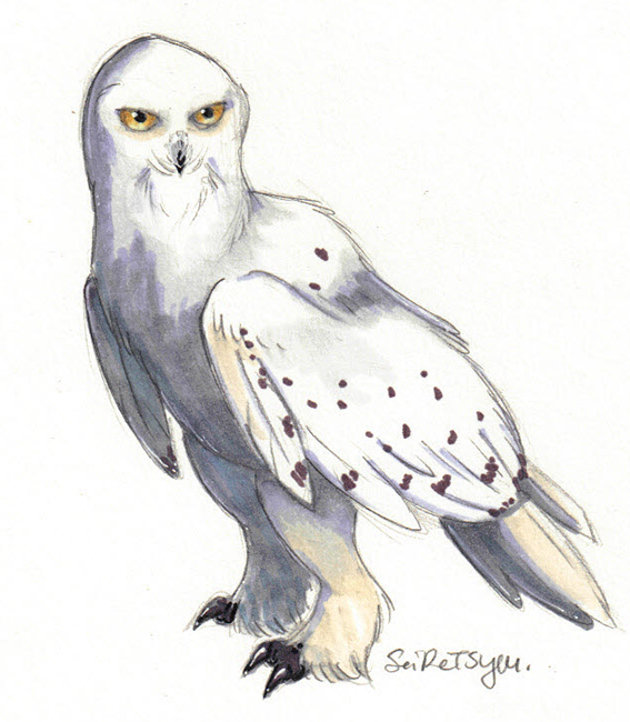 ambiguous_gender avian beak bird black_beak black_eyes feathers feral harry_potter hedwig looking_away owl seiretsym simple_background sketch snowy_owl solo spotted_feathers talons white_background white_feathers yellow_sclera