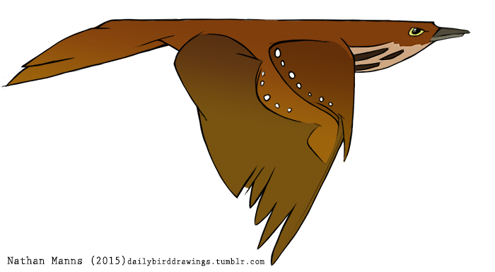 2015 ambiguous_gender avian beak biped bird black_spots brown_feathers brown_tail brown_thrasher brown_wings countershade_torso countershading digital_drawing_(artwork) digital_media_(artwork) feathered_wings feathers feral flying frown full-length_portrait grey_beak jamminbison mimid multicolored_feathers portrait side_view simple_background solo spots spotted_feathers spotted_wings suspended_in_midair tail_feathers tan_countershading tan_feathers thrasher_(bird) toony two_tone_feathers two_tone_wings url white_background white_feathers white_spots white_wings winged_arms wings yellow_eyes