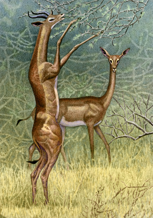 2015 antelope black_eyes black_horn black_tail bovid brown_body brown_hooves brown_tail cloven_hooves countershade_face countershade_legs countershade_torso countershading detailed digital_media_(artwork) duo eating eye_markings facial_markings female feral frown full-length_portrait gerenuk graphite_(artwork) grass grazing hooves horn leaf legs_up lighting long_legs long_neck looking_at_viewer male mammal markings mixed_media nature on_hind_legs open_mouth outside pencil_(artwork) photorealism plant portrait quadruped reaching shadow shrub side_view snout standing tail_tuft traditional_media_(artwork) tree true_antelope tuft two_tone_body two_tone_tail white_body white_countershading white_markings willemsvdmerwe