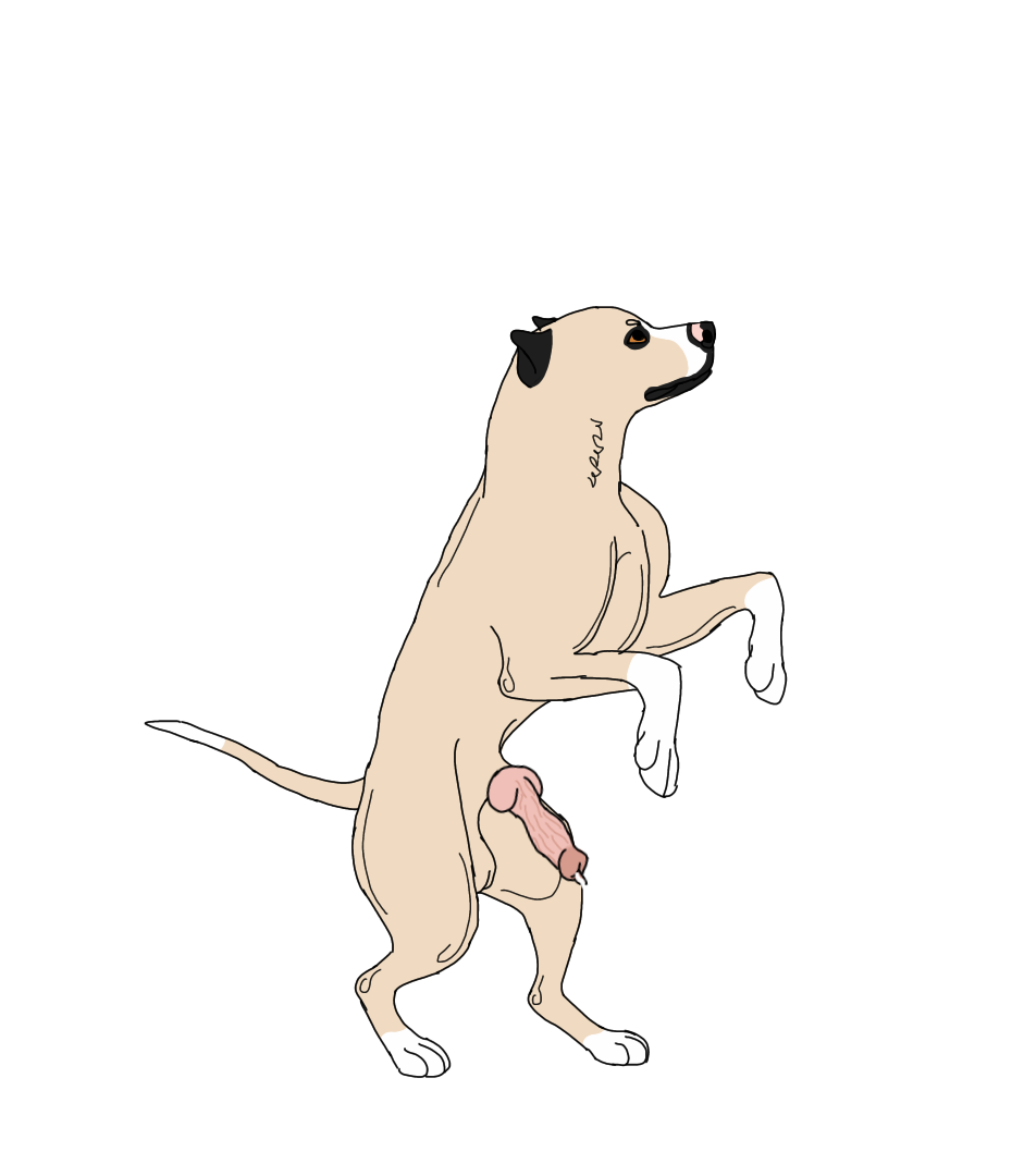 american_pit_bull_terrier animal_genitalia animal_penis canid canine canine_genitalia canine_penis canis cannibal_the_pitbull domestic_dog feral genitals hunting_dog male mammal penis pit_bull pitbull_in_heat solo terrier