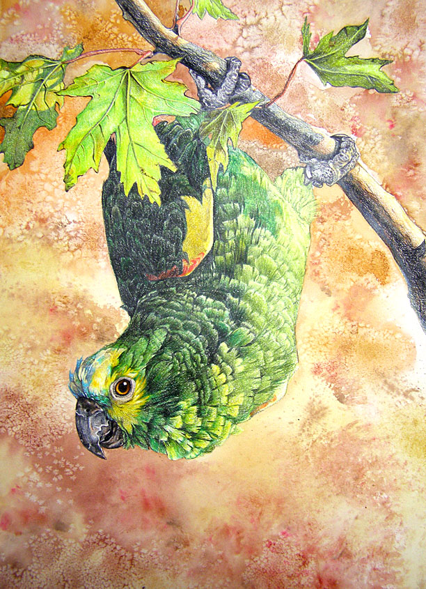 abstract_background ambiguous_gender avian beak bird black_beak branch detailed_background feathered_wings feathers feral green_feathers hanging_from_branch leaves looking_back novawuff parrot portrait solo traditional_media_(artwork) upside_down wings yellow_eyes yellow_feathers