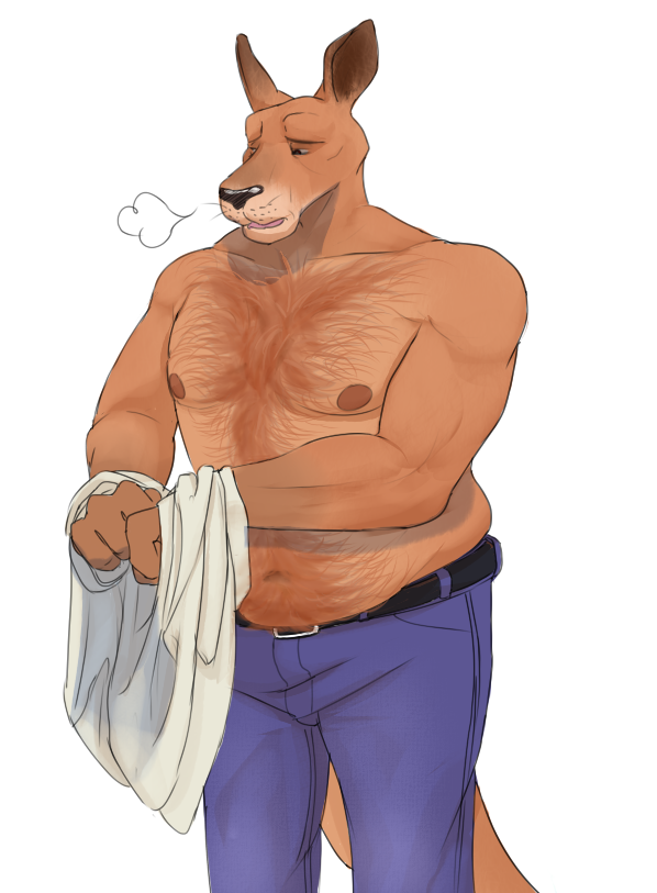 anthro belly_hair belt body_hair chest_hair clothing gator_(artist) happy_trail kangaroo male mammal marsupial musclegut muscular muscular_male pants slightly_chubby solo undressing