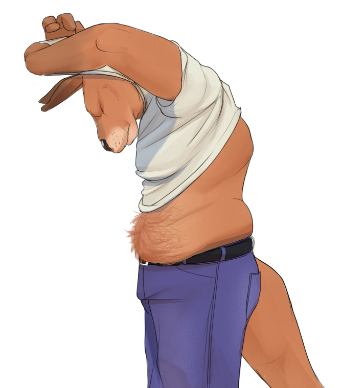 anthro belly_hair belt clothed clothing clothing_lift gator_(artist) kangaroo male mammal marsupial musclegut muscular muscular_male pants shirt shirt_lift slightly_chubby solo undressing