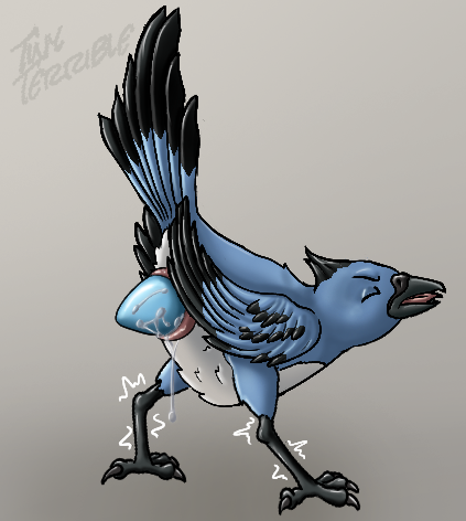 animal_genitalia avian beak bird blue_jay butt claws cloaca corvid egg feathers female feral genitals jay_(bird) low_res new_world_jay oscine oviposition passerine raised_tail shaking solo solo_focus tail tiny_terrible tongue trembling