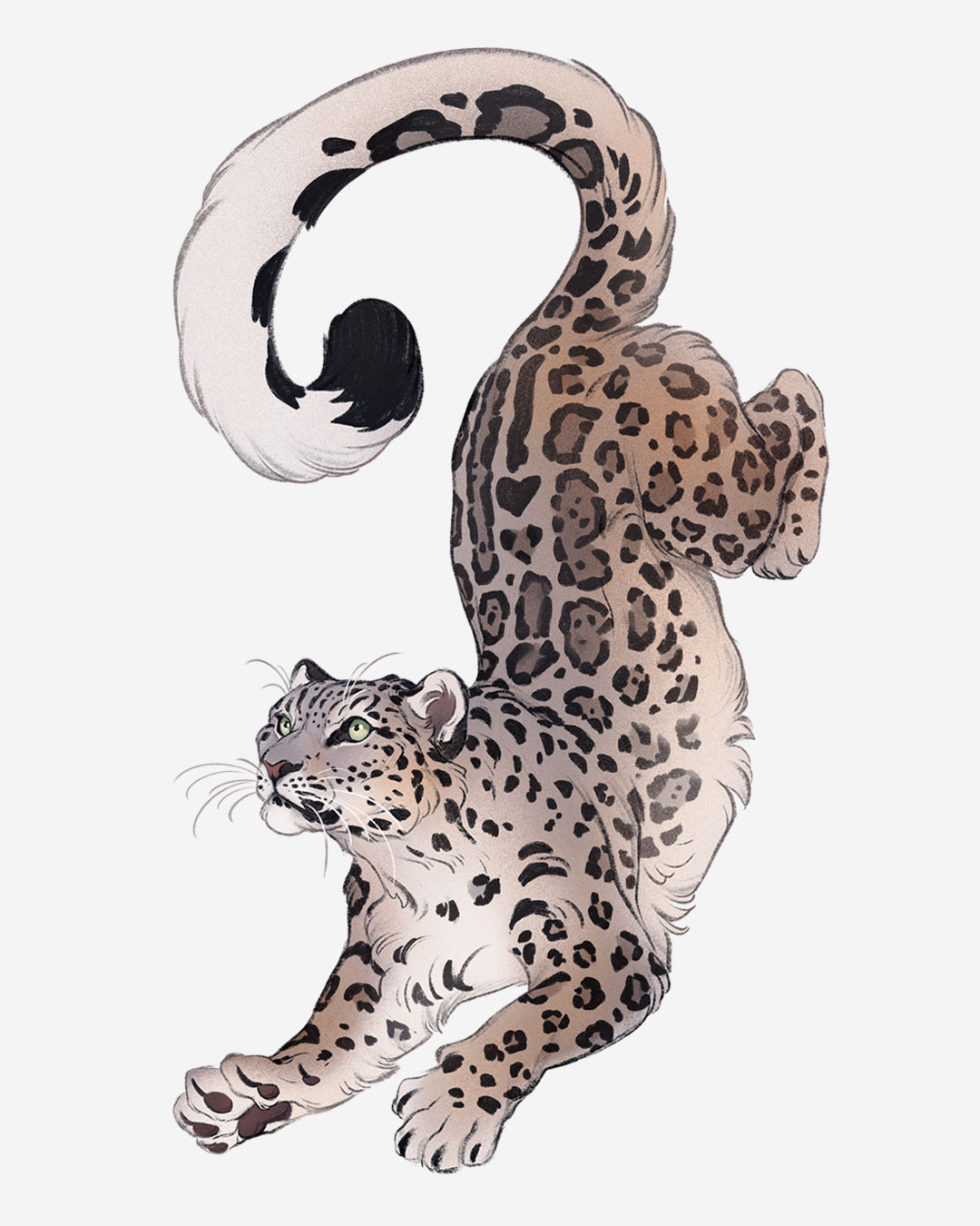 animal animal_focus from_side full_body highres looking_afar no_humans norapotwora original pawpads simple_background snow_leopard snow_leopard_ears snow_leopard_tail tail top-down_bottom-up white_background