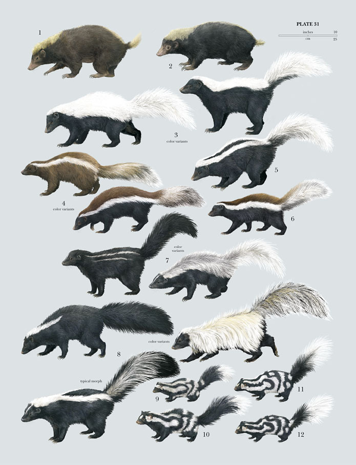 2009 ambiguous_gender american_hog-nosed_skunk beady_eyes black_countershading black_fur black_tail brown_countershading brown_fur brown_tail claws countershade_tail countershade_torso countershading dipstick_tail eastern_spotted_skunk english_text feral fluffy fluffy_tail full-length_portrait fur grey_background group handbook_of_the_mammals_of_the_world hognosed_skunk hooded_skunk humboldt's_hog-nosed_skunk long_tail lynx_edicions mammal mephitid molina's_hog-nosed_skunk multicolored_tail pantot photorealism portrait pygmy_spotted_skunk quadruped reverse_countershading short_tail side_view simple_background size_chart skunk snout southern_spotted_skunk spotted_skunk standing stink_badger striped_fur striped_hog-nosed_skunk striped_skunk stripes tagging_guidelines_illustrated tan_fur tan_tail teledu text toe_claws toni_llobet two_tone_tail walking western_spotted_skunk white_fur white_stripes white_tail