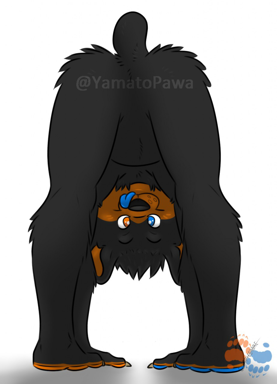 anthro ass_up bear belly black_bear claws cub cute fluffy heterochromia looking_through_legs mammal paws silly tail_nub tongue tongue_out upside_down yamato_burr yamatopawa young