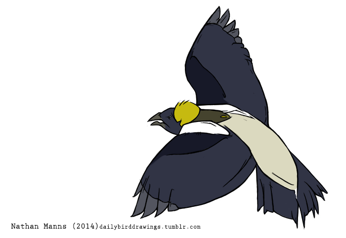 2014 angry avian beady_eyes beak biped bird black_feathers black_tail black_wings bobolink brown_feathers digital_drawing_(artwork) digital_media_(artwork) feather_tuft feathered_wings feathers feral flying forked_tail full-length_portrait grey_beak grey_feathers grey_wings head_tuft icterid jamminbison male multicolored_feathers open_beak open_mouth portrait side_view simple_background solo spread_arms spread_wings squint suspended_in_midair tail_feathers tan_feathers tan_tail toony tuft two_tone_tail two_tone_wings white_background white_feathers white_wings winged_arms wings yellow_feathers