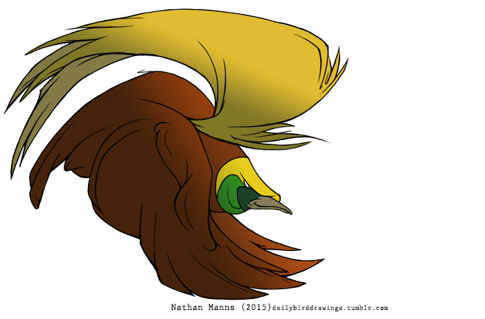 2015 avian beak biped bird bird-of-paradise brown_feathers brown_tail brown_wings digital_drawing_(artwork) digital_media_(artwork) feather_tuft feathered_wings feathers feral flying full-length_portrait greater_bird-of-paradise green_feathers grey_beak jamminbison male multicolored_feathers portrait shadow side_view simple_background smile smirk smug solo suspended_in_midair tail_feathers toony tuft url white_background winged_arms wings yellow_feathers