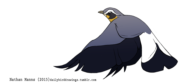 2015 ambiguous_gender avian beady_eyes beak biped bird black_eyes black_feathers black_markings black_tail black_wings countershade_face countershading digital_drawing_(artwork) digital_media_(artwork) eye_markings facial_markings feathered_wings feathers feral flying full-length_portrait grey_beak grey_feathers grey_wings jamminbison looking_up markings multicolored_feathers northern_wheatear old_world_flycatcher portrait side_view simple_background solo suspended_in_midair tail_feathers toony two_tone_tail two_tone_wings url white_background white_feathers white_markings white_tail winged_arms wings yellow_countershading yellow_feathers yellow_markings