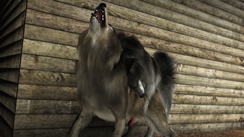 16:9 3d_(artwork) animal_genitalia animal_penis animated canid canine canine_penis canis digital_media_(artwork) domestic_dog duo feral feral_on_feral from_behind_position fur knotting male male/male mammal mounting on_top open_mouth oral penetration penis sex trioami260 wolf