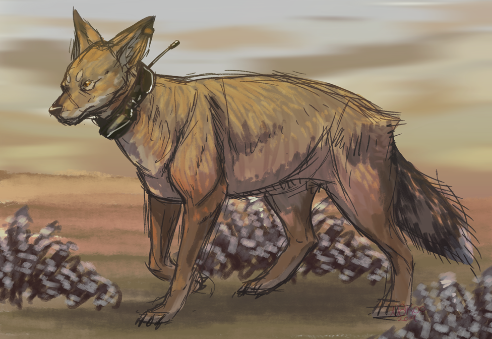 2019 canid canine canis coyote cyote feral mammal nakoo sketch