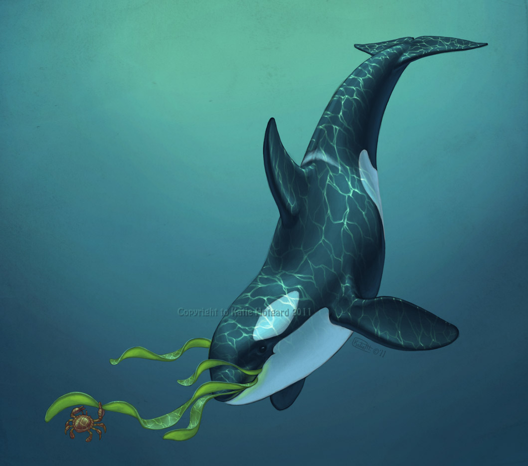 2011 ambiguous_gender arthropod cetacean crab crustacean decapoda delphinoid digital_media_(artwork) duo feral fin katie_hofgard malacostracan mammal marine oceanic_dolphin orca partially_submerged simple_background toothed_whale water