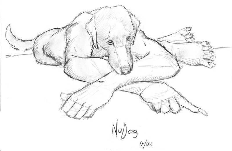 2002 anthro bird_dog black_and_white canid canine canis domestic_dog hunting_dog labrador lying male mammal monochrome nude nudog plantigrade retriever sketch tasteful