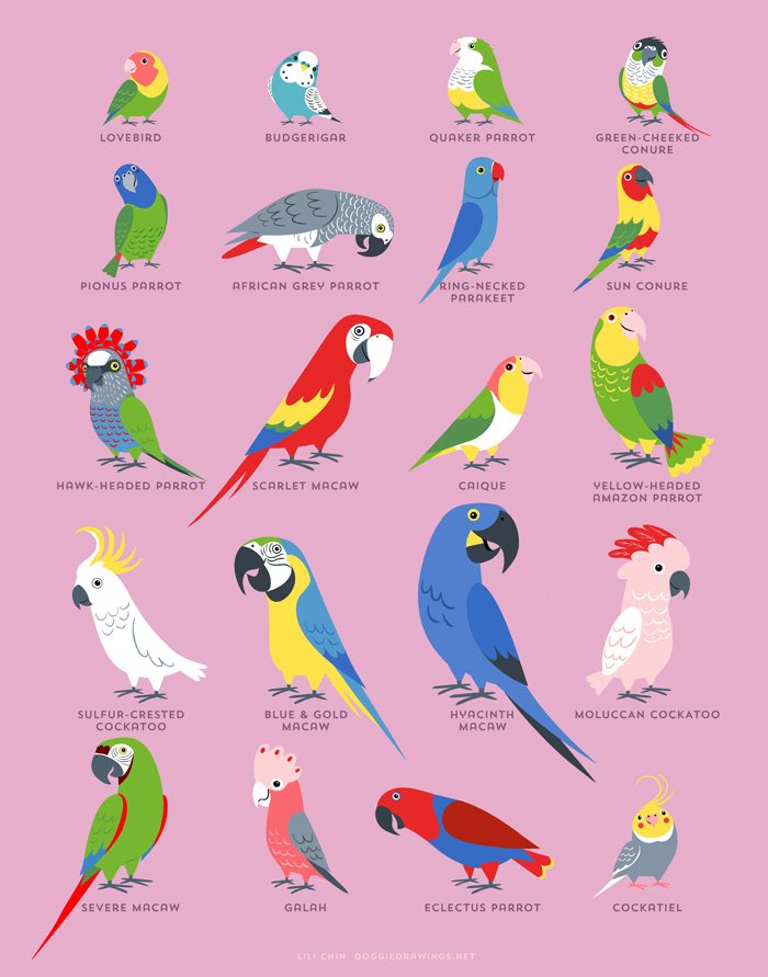 2018 4_toes african_grey afrotropical_parrot amazon_parrot ambiguous_gender ara_(genus) avian beak bird black_beak black_body black_feathers blue-and-yellow_macaw blue-headed_parrot blue-headed_pionus blue_&amp;_gold_macaw blue_body blue_feathers budgerigar cacatua caique chestnut-fronted_macaw cockatiel cockatoo eclectus english_text feathered_wings feathers feral fischer's_lovebird galah green-cheeked_conure green_body green_feathers grey_beak grey_body grey_feathers hyacinth_macaw jandaya lili_chin looking_at_viewer loriinae lovebird macaw moluccan_cockatoo monk_parakeet multicolored_body multicolored_feathers neotropical_parrot open_mouth parakeet parrot pink_background pink_body pink_feathers pionus red-fan_parrot red_beak red_body red_feathers rose-ringed_parakeet scarlet_macaw simple_background species_name sulphur-crested_cockatoo sun_parakeet tagging_guidelines_illustrated text toes true_parrot url white_beak white_body white_feathers wings yellow-headed_amazon yellow_beak yellow_body yellow_feathers yellow_sclera zygodactyl