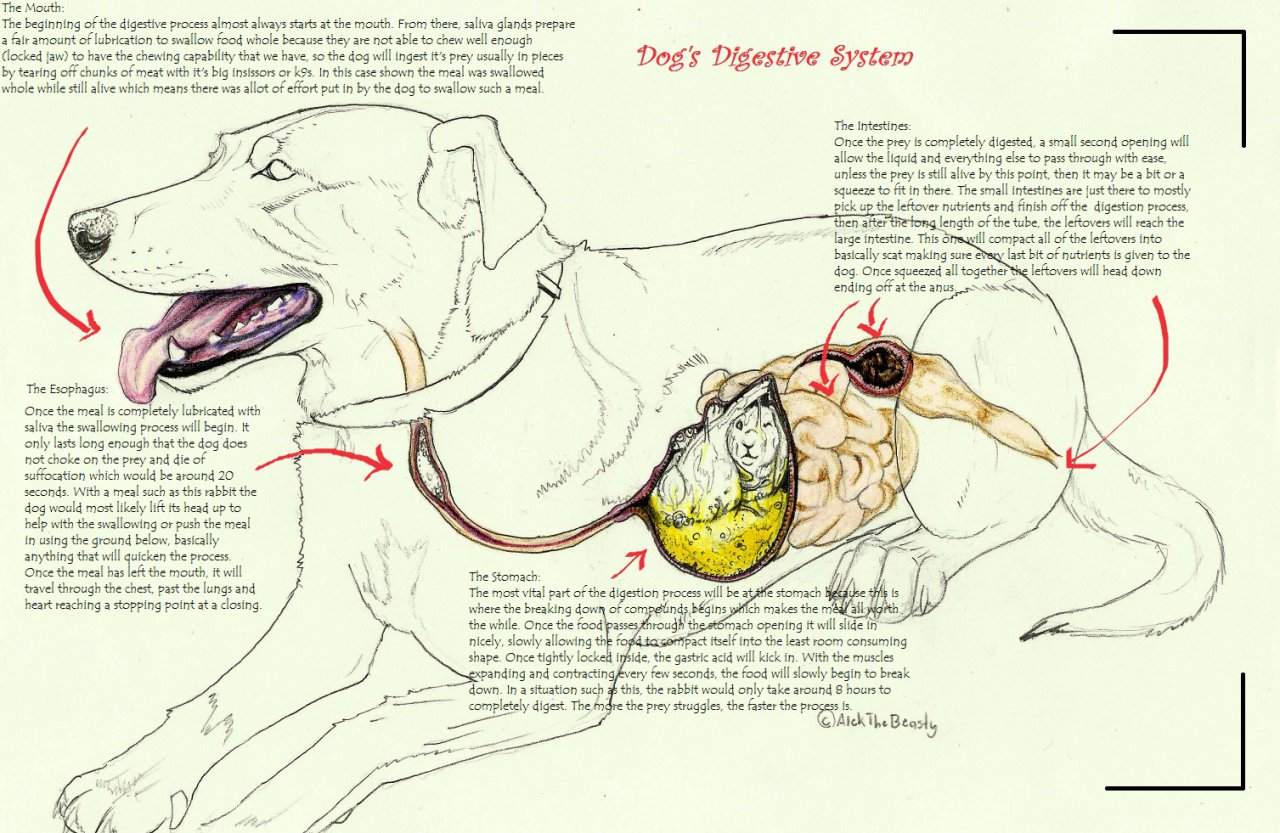 The Big ImageBoard (TBIB) - acid alekthebeasty canid canine canis diagram  digestion domestic dog feces feral fur internal lagomorph leporid mammal  oral vore rabbit scat text vore | 8149446
