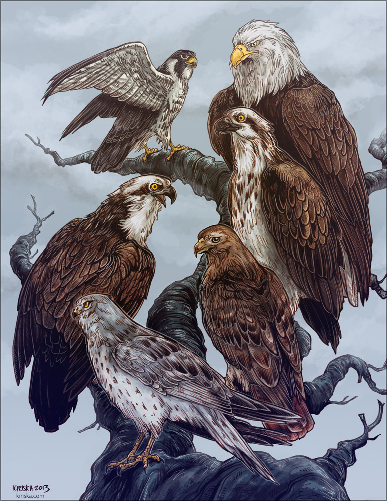 2013 accipitrid accipitriform ambiguous_gender animorphs avian aximili-esgarrouth-isthill bald_eagle beak bird buteo cassie_(animorphs) chickenhawk eagle falcon falconid feathered_wings feathers feral group in_tree jake_berenson kiriska marco_(animorphs) mixed_media northern_harrier osprey outside perched peregrine_falcon rachel_(animorphs) red-tailed_hawk sea_eagle sky standing talons text tobias_(animorphs) url wings