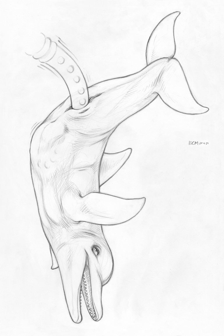 abdominal_bulge anus cetacean delphinoid ecmajor female feral genitals greyscale half-closed_eyes looking_pleasured mammal marine monochrome narrowed_eyes open_mouth penetration pussy sex_toy simple_background solo tentacles toothed_whale traditional_media_(artwork) vaginal vaginal_penetration white_background
