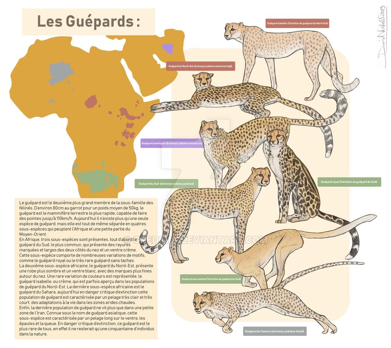 2019 absolutely_everyone africa african ambiguous_gender asiatic_cheetah black_text cheetah felid feline feral french french_text fur gredinia group informative large_group mammal narrow_tail northeast_african_cheetah quadruped saharan_cheetah scientific_name simple_background sitting skinny_tail southern_african_cheetah spots spotted_body spotted_fur spotted_markings text translation_request watermark white_text