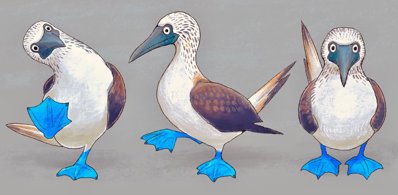 2018 ambiguous_gender avian beak bird blue-footed_booby blue_feet booby_(bird) brown_body brown_feathers feathers feral grey_background ka92 looking_at_viewer membrane_(anatomy) multiple_poses pose raised_leg simple_background solo standing sulid webbed_feet white_body white_feathers wings