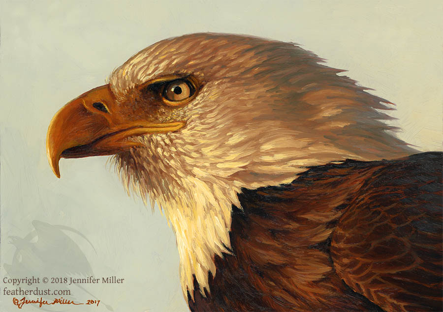 2018 accipitrid accipitriform ambiguous_gender avian bald_eagle beak bird brown_body brown_feathers eagle english_text feathers feral nambroth oil_painting_(artwork) painting_(artwork) sea_eagle signature solo text traditional_media_(artwork) url white_body white_feathers