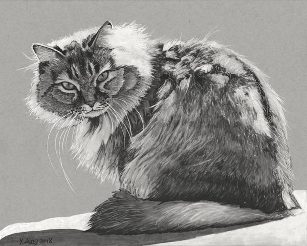 2018 5:4 ambiguous_gender domestic_cat felid feline felis feral greyscale looking_at_viewer mammal monochrome pen_(artwork) realistic solo traditional_media_(artwork) whiskers yuezeng-mn