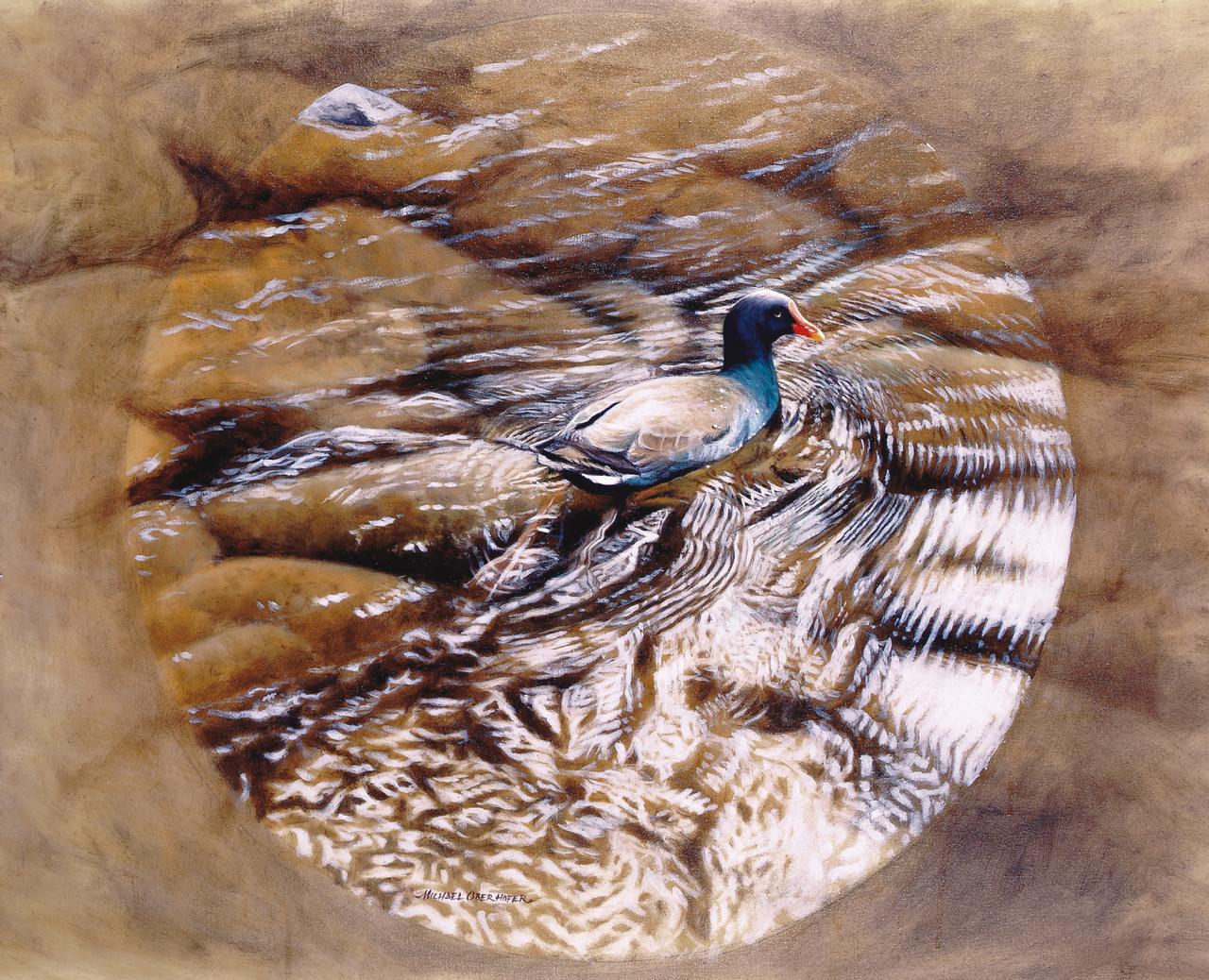 ambiguous_gender anatid anseriform avian bird detailed duck dusky_moorhen feral oil_painting_(artwork) outside painting_(artwork) realistic river solo traditional_media_(artwork) water wildartguy