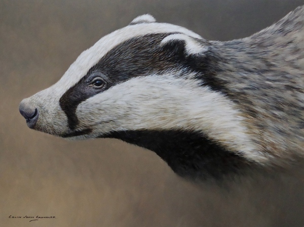 ambiguous_gender badger black_and_white_fur black_eyes chandlerwildlifeart european_badger feral mammal meles mustelid musteline oil_painting_(artwork) painting_(artwork) photorealism solo traditional_media_(artwork)