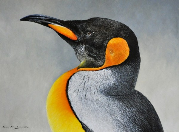 ambiguous_gender avian bird brown_eyes chandlerwildlifeart feral king_penguin oil_painting_(artwork) painting_(artwork) penguin photorealism solo traditional_media_(artwork)