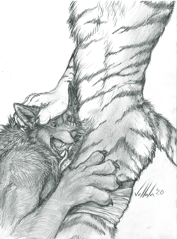ambiguous_gender anthro canid canine canis claws clothing duo felid feline graphite_(artwork) hand_on_head hand_on_leg hand_on_thigh hypnosis male mammal mind_control oral pantherine paws pencil_(artwork) teeth teeth_showing tiger tongue tongue_out traditional_media_(artwork) underwear vellum wolf