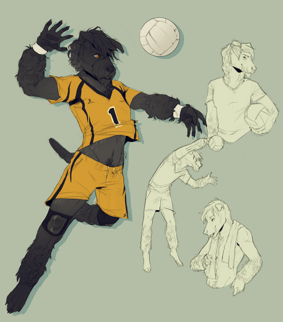 anthro black_body black_fur bottomwear canid canine canis clothed clothing domestic_dog fully_clothed fur grey_body grey_fur hunting_dog keagan_(cavendish) knee_pads male mammal midriff nails pawpads shorts solo sport sportswear terrier thrushes volleyball wristband yellow_eyes