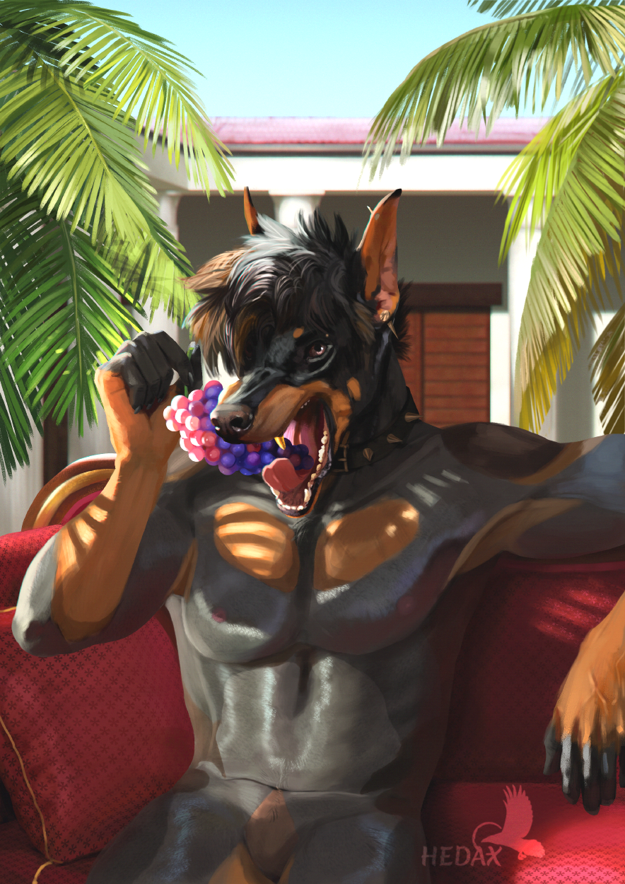 canid canine canis collar dobermann domestic_dog ear_piercing eating furniture grape hedax hi_res light male mammal muscular outside palm_tree piercing pinscher plant sofa solo summer sunlight tree vacation