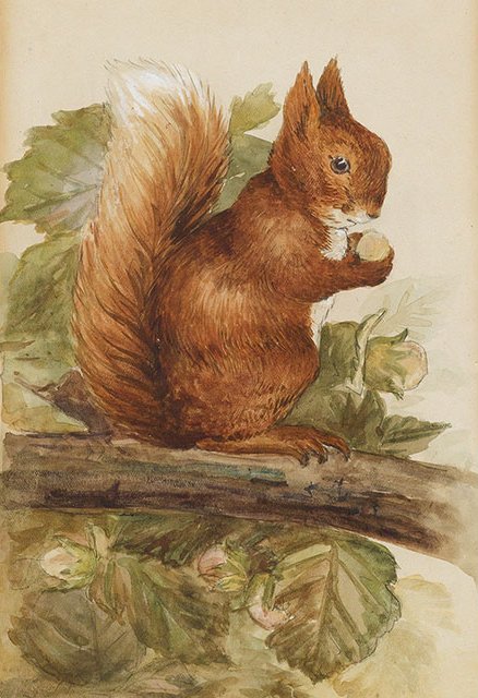 1903 20th_century ancient_furry_art beatrix_potter brown_body brown_eyes brown_fur eurasian_red_squirrel feral fluffy fluffy_tail fur graphite_(artwork) holding_object leaf male mammal mixed_media nude painting_(artwork) pencil_(artwork) plant public_domain rodent sciurid side_view sitting sitting_on_branch solo squirrel_nutkin traditional_media_(artwork) tree_squirrel watercolor_(artwork) white_body white_fur