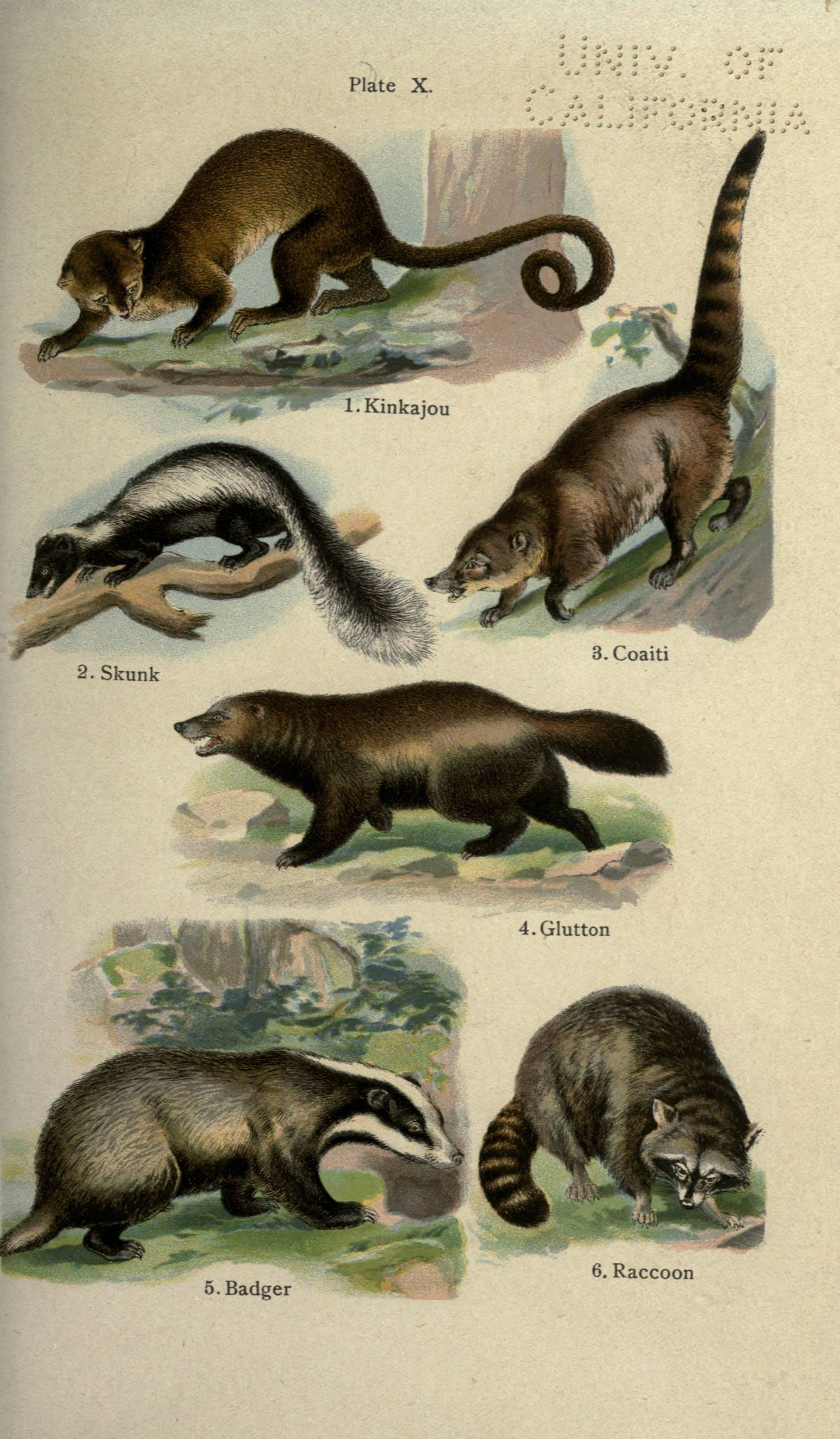 1910 20th_century ambiguous_gender ancient_furry_art angry badger black_body black_fur brown_body brown_fur climbing coati detailed_background english_text ernest_protheroe feral fluffy fluffy_tail fur grass grey_body grey_fur gulonine hi_res kinkajou long_tail looking_at_viewer looking_down mammal mephitid multicolored_body multicolored_fur multiple_images mustelid musteline nude open_mouth outside plant plantigrade procyonid public_domain quadruped raccoon ringtail skunk solo species_name standing teeth text tongue traditional_media_(artwork) tree two_tone_body two_tone_fur walking whiskers white_body white_fur wolverine