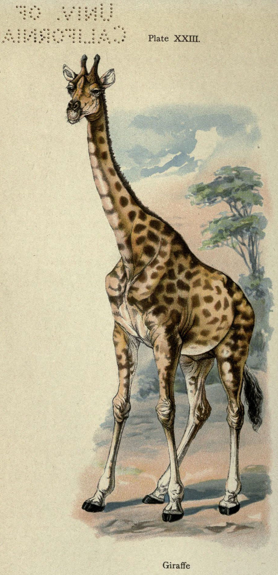 1910 20th_century ambiguous_gender ancient_furry_art black_tail brown_body brown_fur cloud day english_text ernest_protheroe feral fur giraffe giraffid hi_res hooves long_neck mammal multicolored_body outside plant public_domain quadruped shadow sky solo standing text traditional_media_(artwork) tree white_ears yellow_body yellow_fur