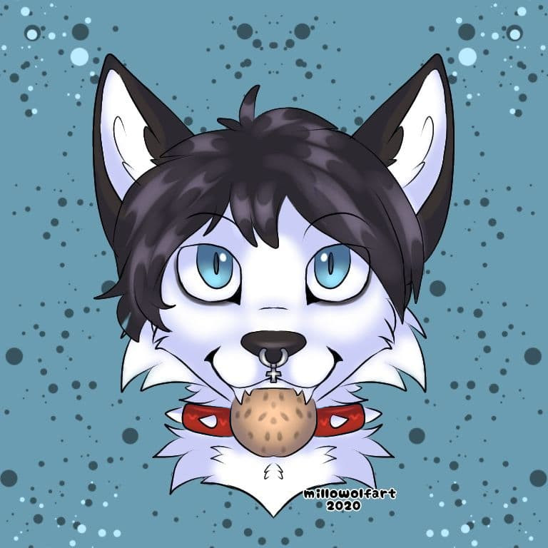 black_body black_fur black_hair blue_eyes canid canine canis collar cookie domestic_dog facial_piercing feral food fur hair husky looking_at_viewer male mammal millowolfart nordic_sled_dog nose_piercing piercing rivey_ravenheart septum_piercing solo spitz white_body white_fur